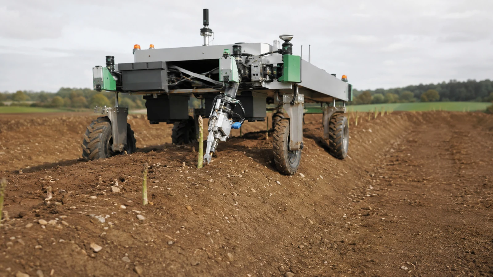 Generischer Spargel-Ernteroboter über einem Spargeldamm im Feld bei der selektiven Ernte