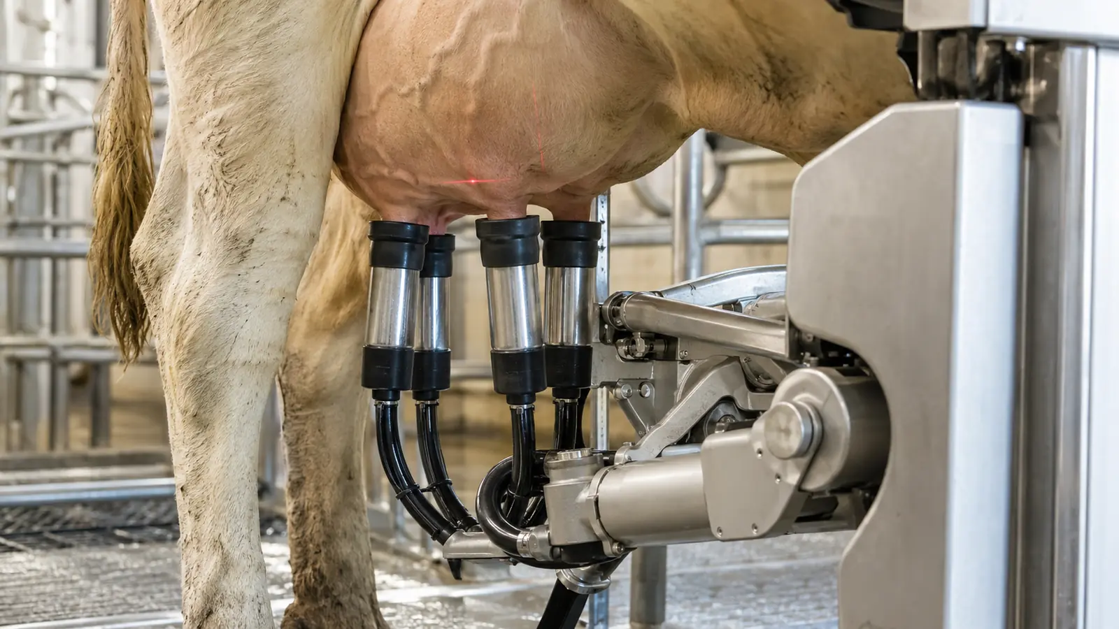 Roboterarm setzt die Melkbecher am Euter an