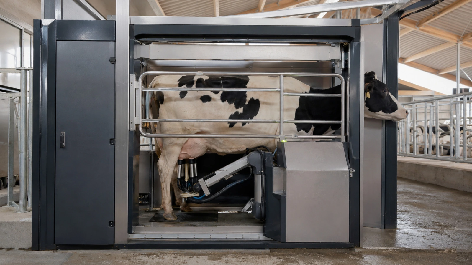 Kuh steht in einer generischen Melkbox, ein Roboterarm setzt von unten die Melkbecher an im hellen Stall