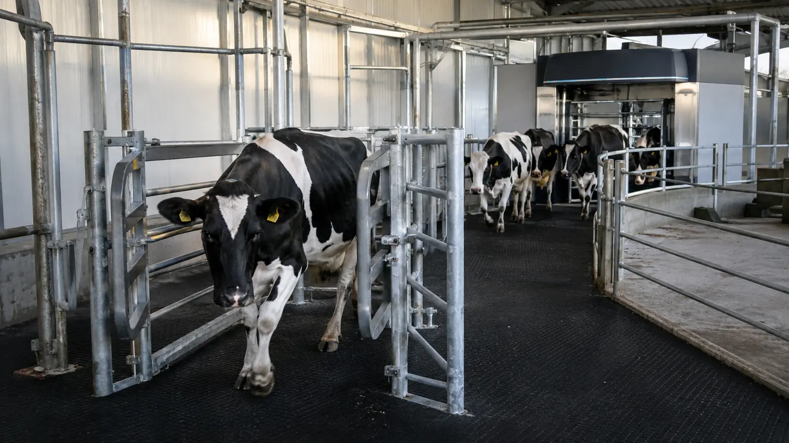 Kühe im gelenkten Kuhverkehr auf dem Weg zum Melkroboter